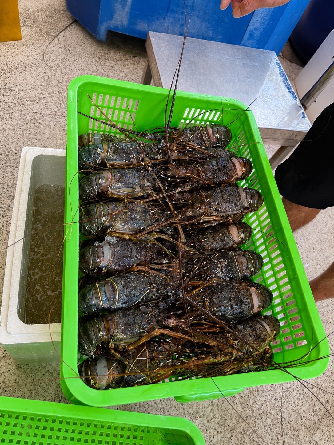 Tôm hùm nguyên con