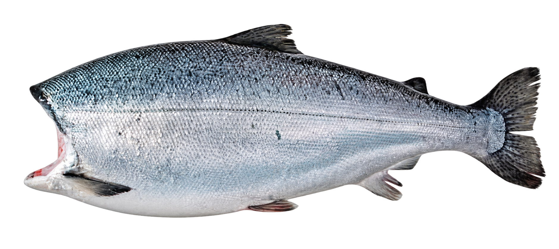 COHO HG Premium
