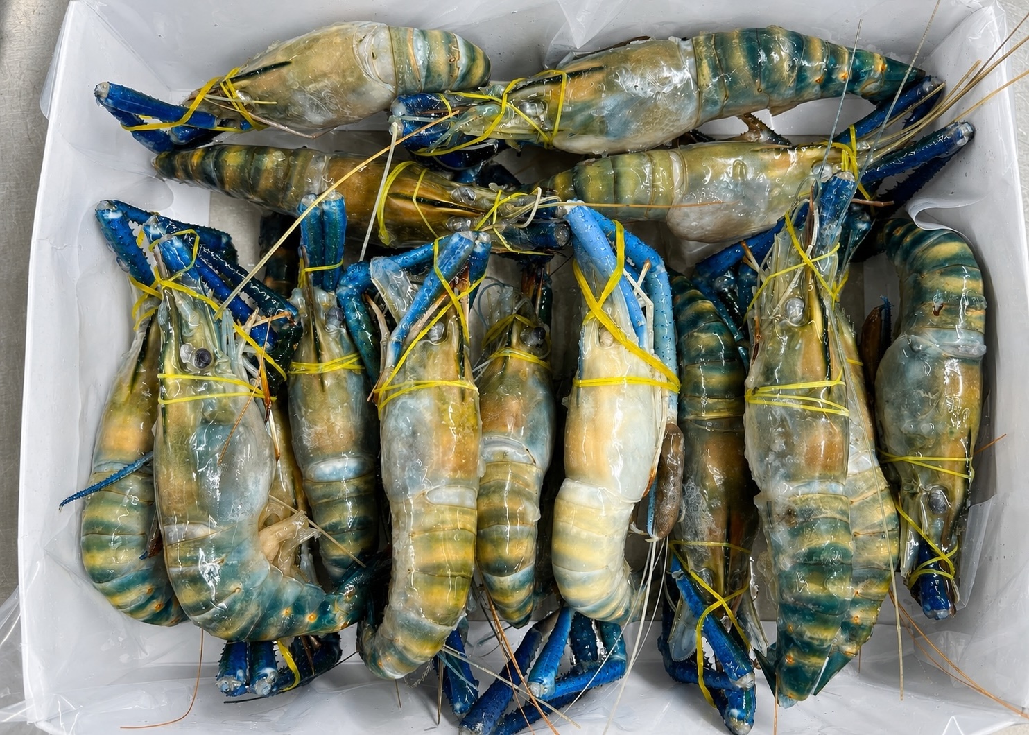 Tôm scampi nguyên con đông lạnh